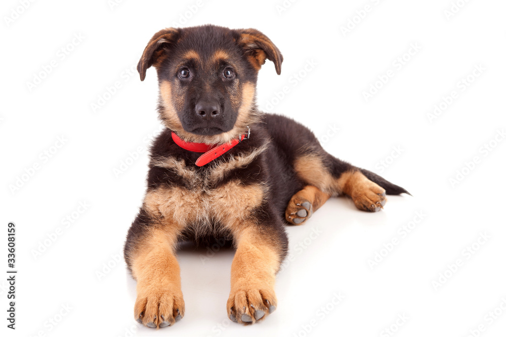 German Shepherd dog