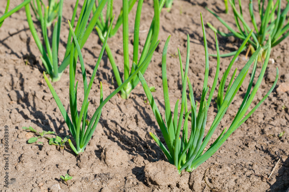 view of chive on the field.plantation onions view of chive on the field.plantation onions