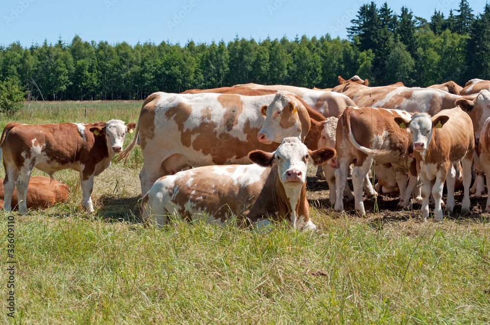 Obraz premium Landwirtschaft