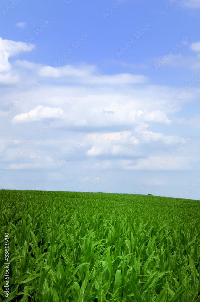 le champ de maïs