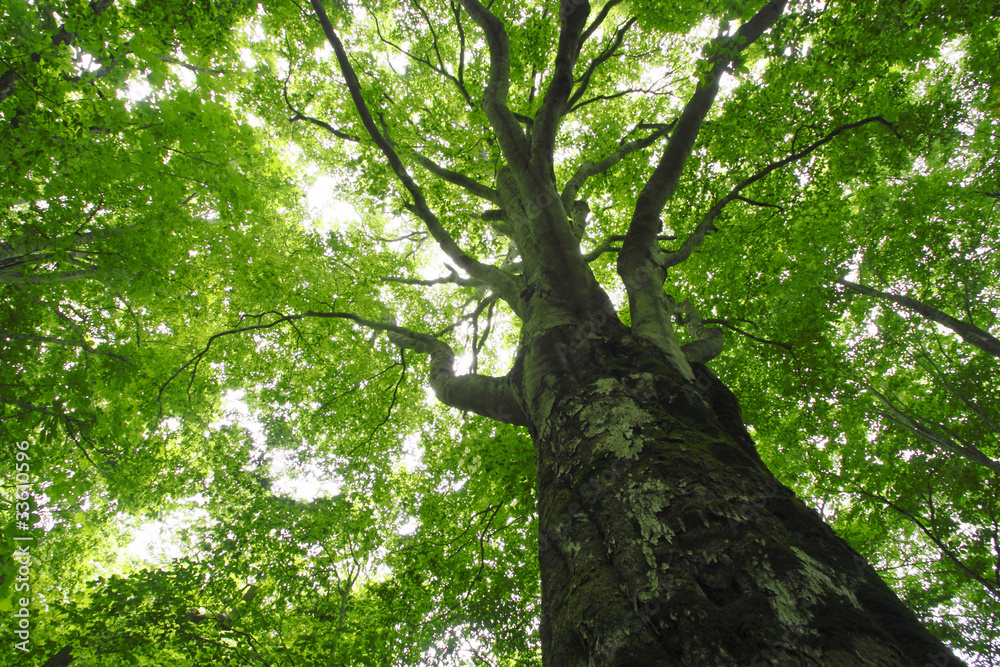 Naklejka premium 安比のブナ林