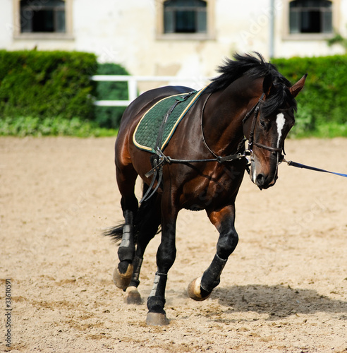 Beautiful dark bay horse during training © B.G. Photography
