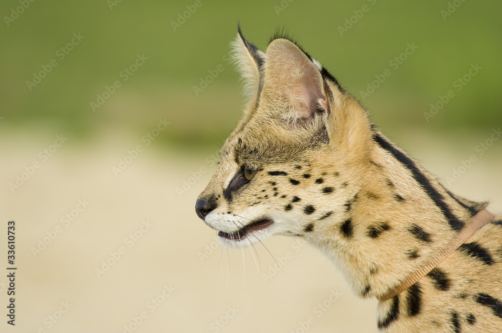 Fototapeta premium Serval