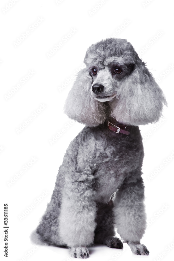 Gray poodle dog with tablet for text on isolated white Gray poodle dog with tablet for text on isolated white