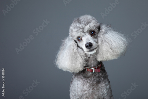 Curious gray poodle photo