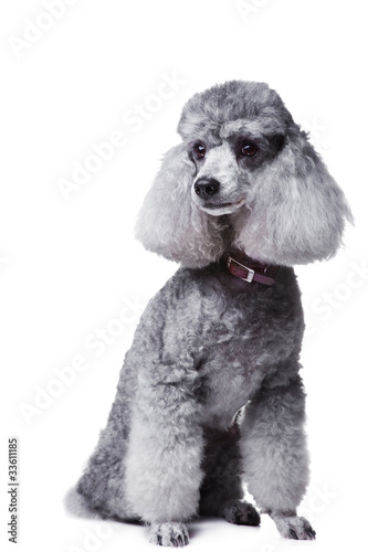 Gray poodle dog with tablet for text on isolated white