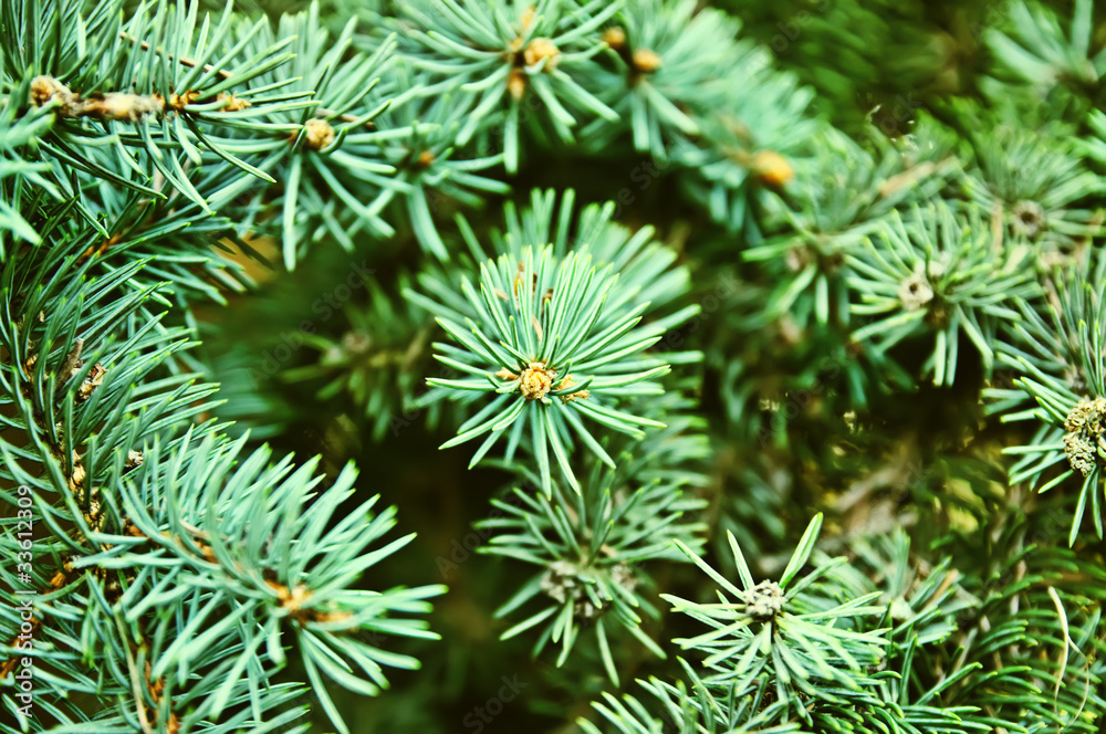 Fir tree branch