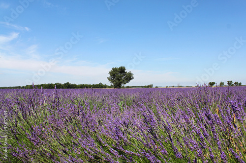 Champ de lavande en Provence