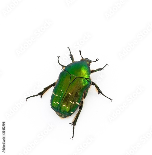 Rose chafer (Cetonia aurata) against a white background