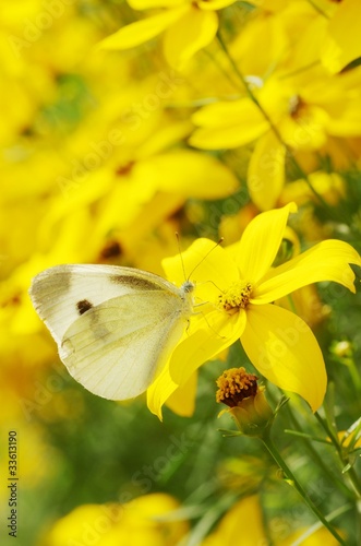 黄色い花畑 © kelly marken