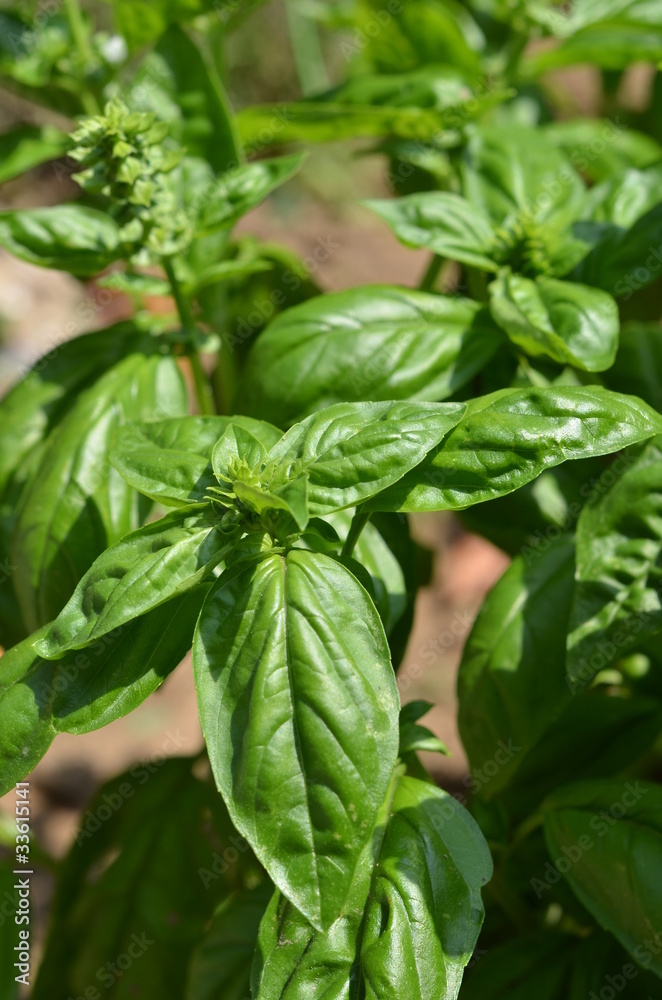 basilico basilico