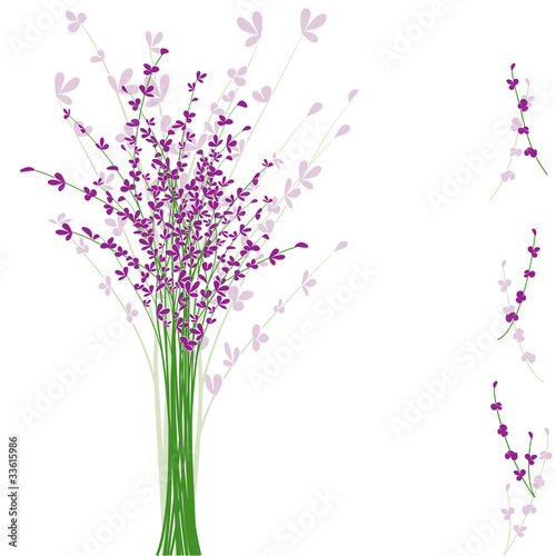 summertime purple Lavender flower