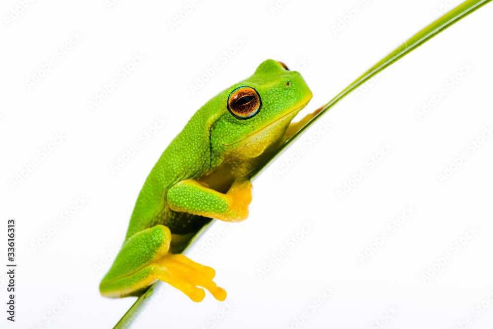 Obraz premium Small green tree frog sitting on grass