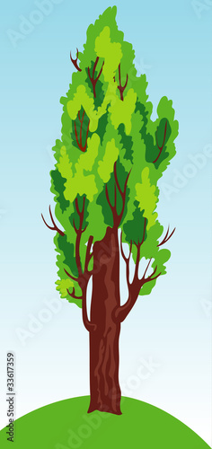 Poplar singla tree