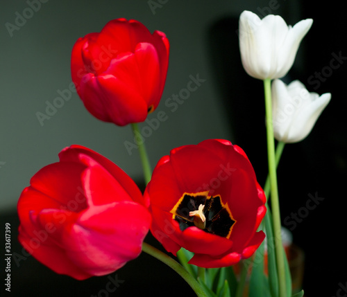 Red and white tulips