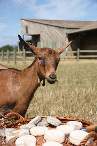 chèvre devant fromage de chèvre