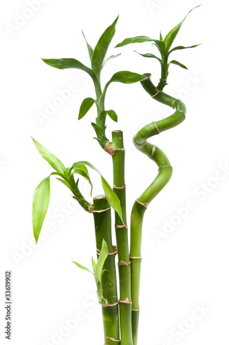 Lucky bamboo plant (Dracaena sanderiana)