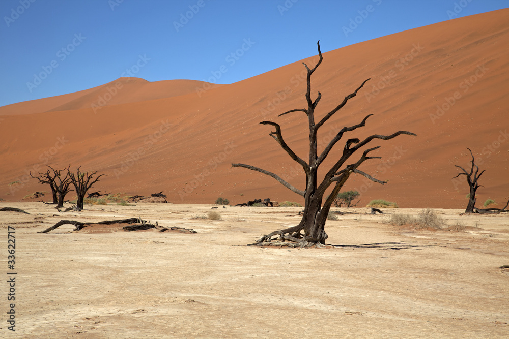 Dead Vlei