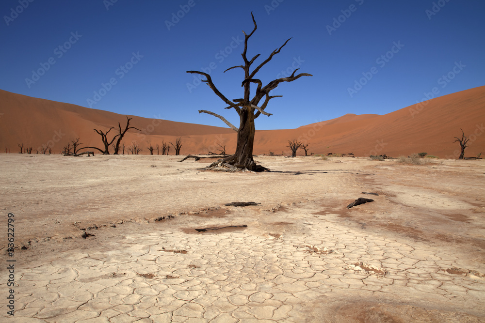 Dead Vlei