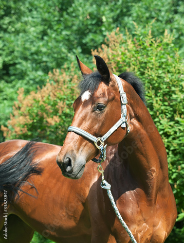 portrait of wonderful bay horse