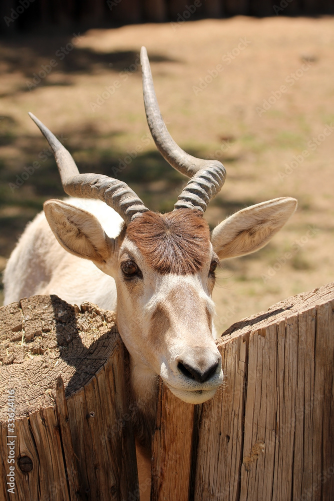 An Addax, also known as the screwhorn antelope An Addax, also known as the screwhorn antelope