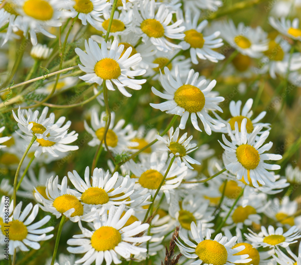 Margariten, Wiesenblumen Margariten, Wiesenblumen
