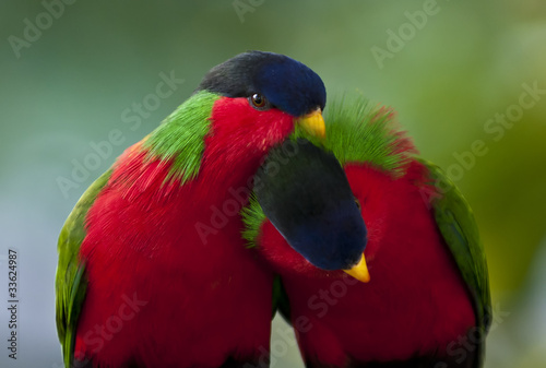 Canvas Print Collared Lory
