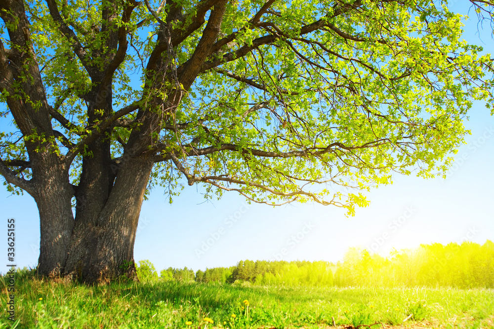 Tree Tree