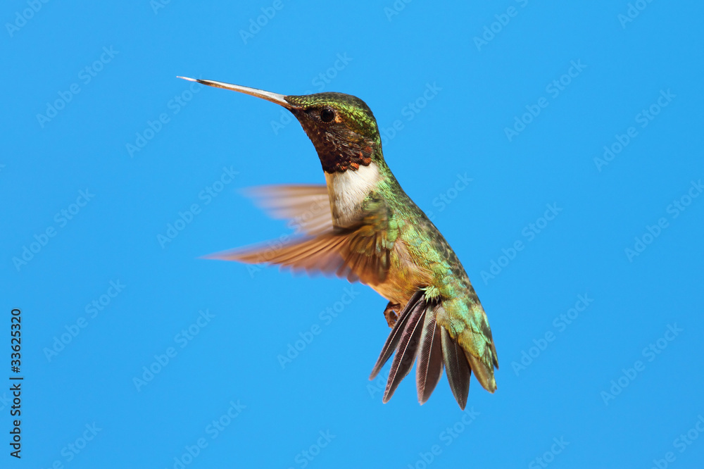 Fototapeta premium Ruby-throated Hummingbird (archilochus colubris)