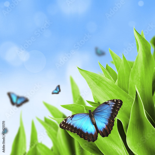 Beautiful blue exotic butterfly on green leaves