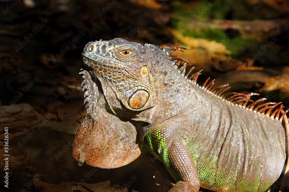 Fototapeta premium Iguana from mexico profile portrait detail macro