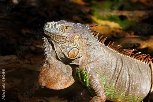 Iguana from mexico profile portrait detail macro