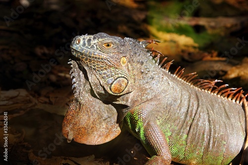 Iguana from mexico profile portrait detail macro © lunamarina