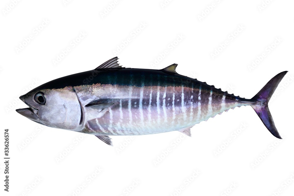 Obraz premium Bluefin tuna isolated on white background real fish