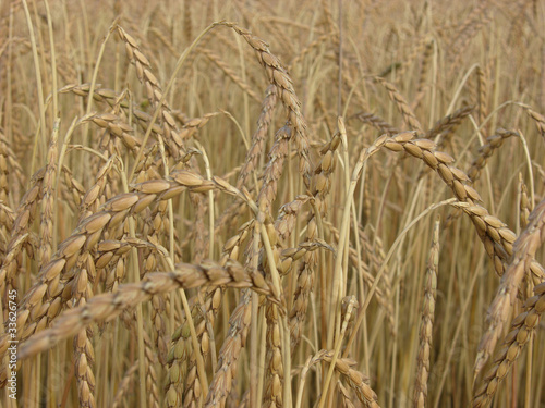 Dinkelähren/ears of spelt