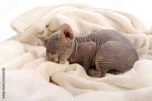 sleeping baby sphynx cat