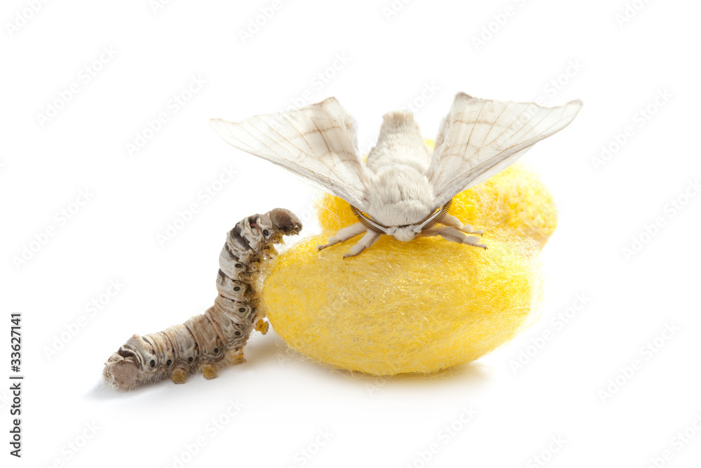 Obraz premium butterfly silkworm cocoon silk worm three stages