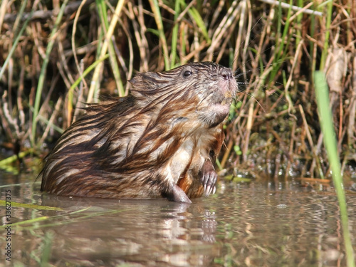 Muskrat (Ondatra zibethicus) - Ontario, Canada photo