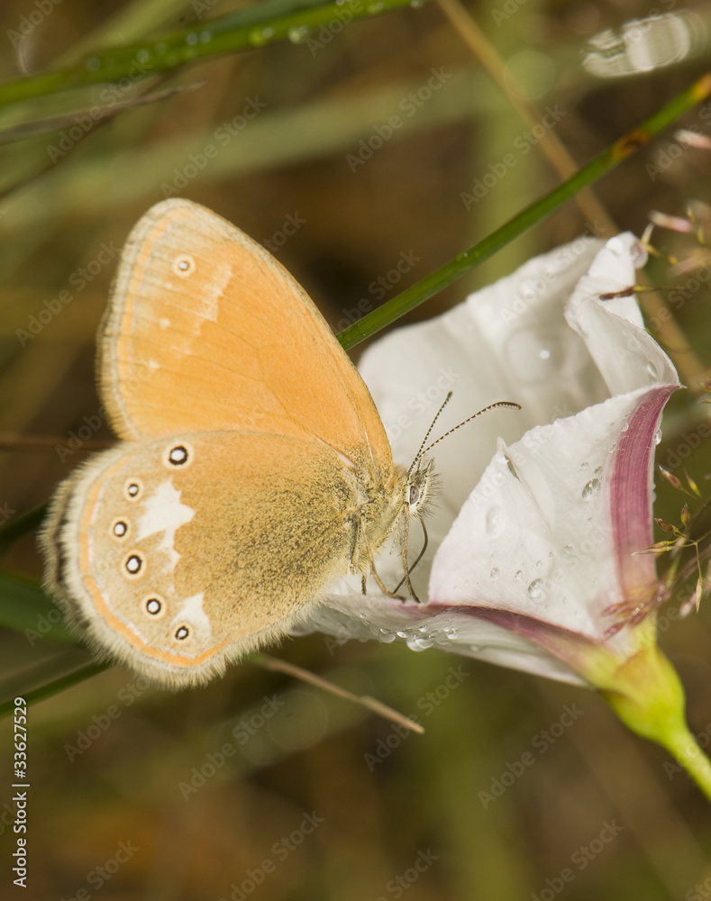 Fototapeta premium Coenonympha glycerion