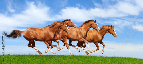 Fotografie, Obraz Four sorrel stallions gallop