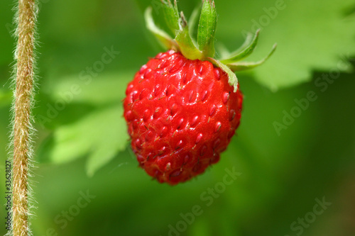 Closeup of ripe wild strawberry hanging on the stem on a meadow. Outdoor shoot