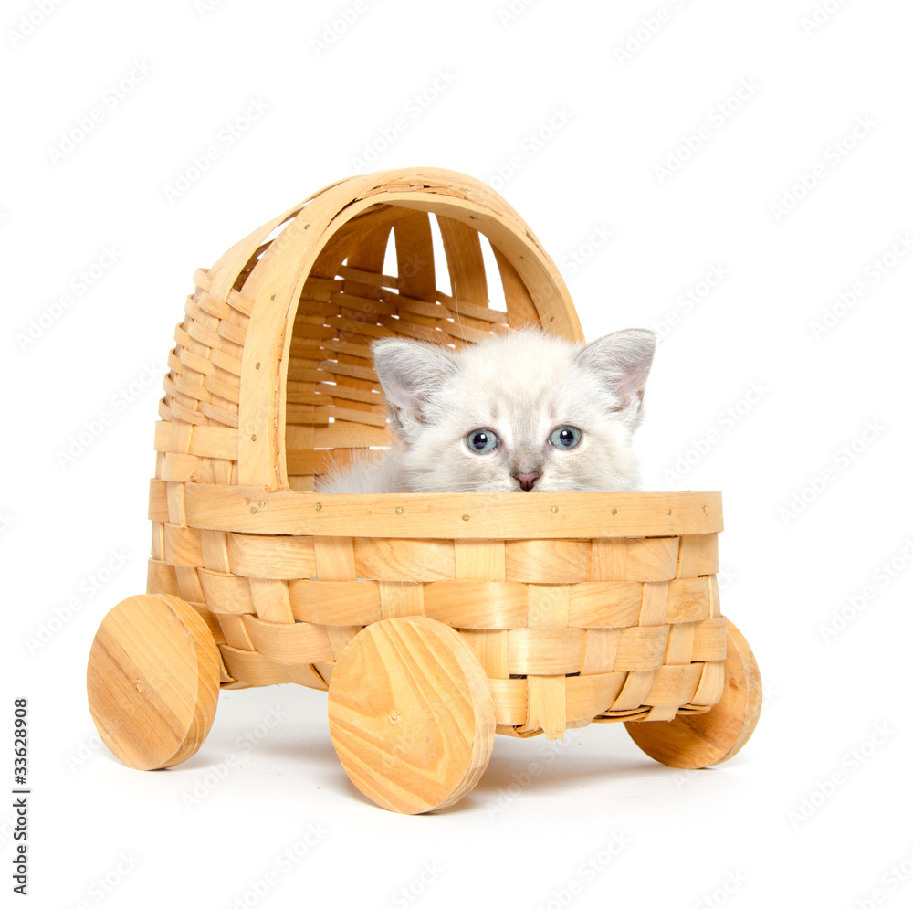kitten stroller