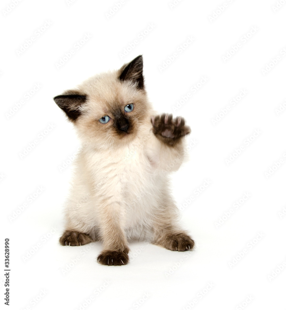Obraz premium Cute kitten with paw up