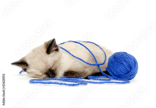 Cute kitten with blue yarn