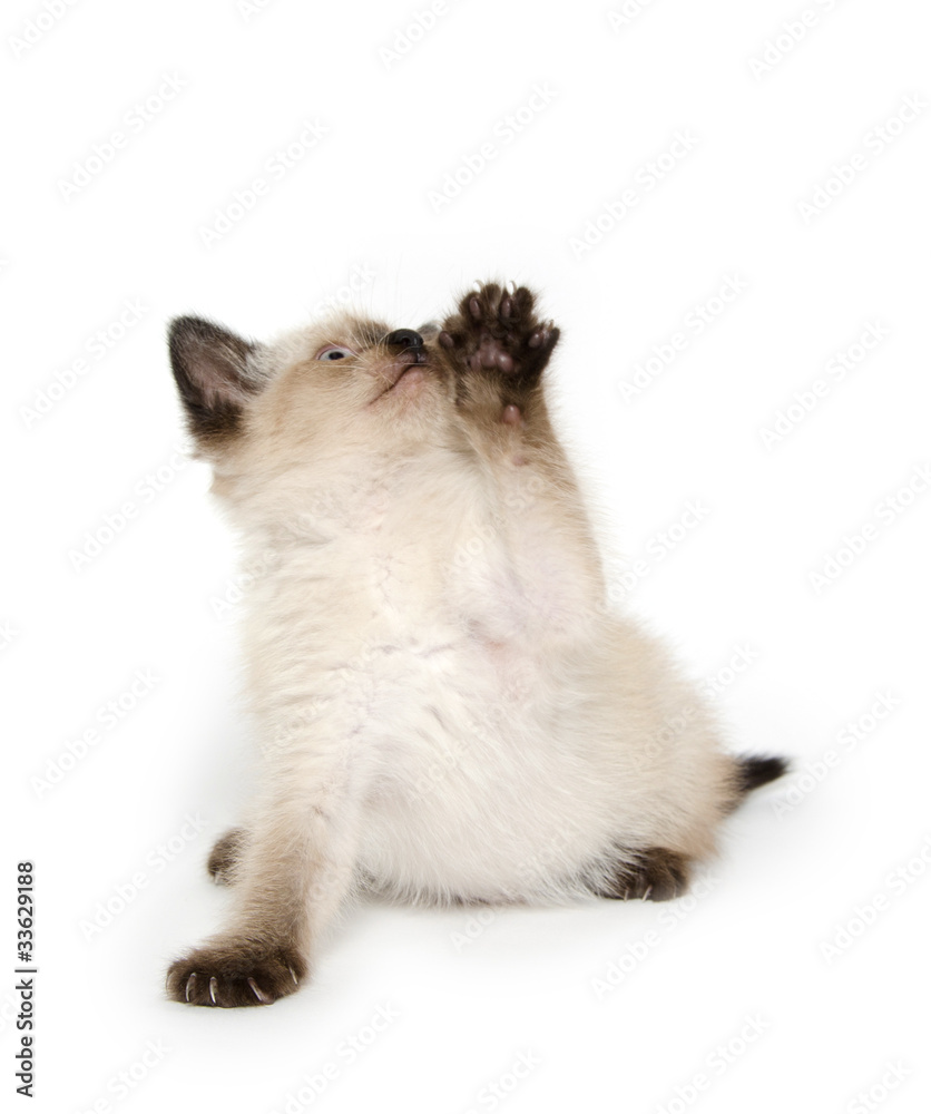 Cute kitten playing Cute kitten playing