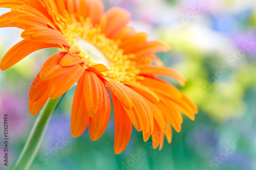 Fototapeta Naklejka Na Ścianę i Meble -  Closeup photo of yellow daisy-gerbera