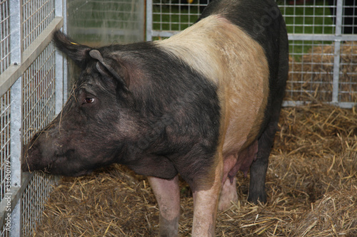 Photography British rare breed Saddleback pig