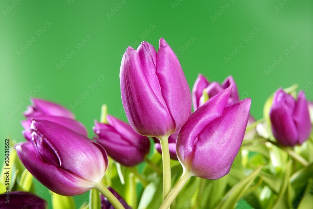 Fototapeta premium tulips pink flowers vivid green background