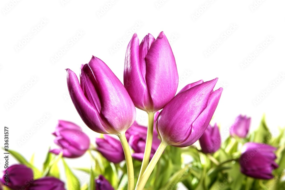 Naklejka premium tulips pink flowers isolated on white background