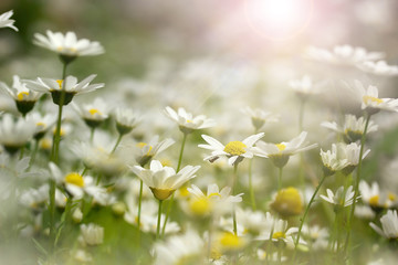 Papier peint photo Marguerites Marguerites blanches en plein soleil  © Art of Success